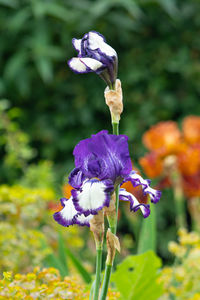 Close-up of purple flowering plant