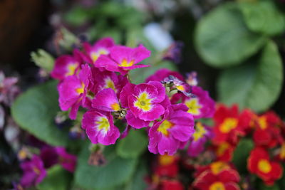 Close-up of flowers blooming outdoors