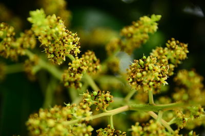 Close-up of yellow flower