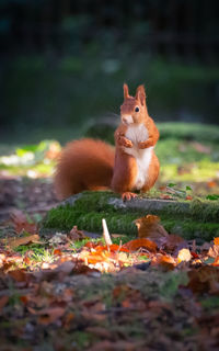 Squirrel on a field