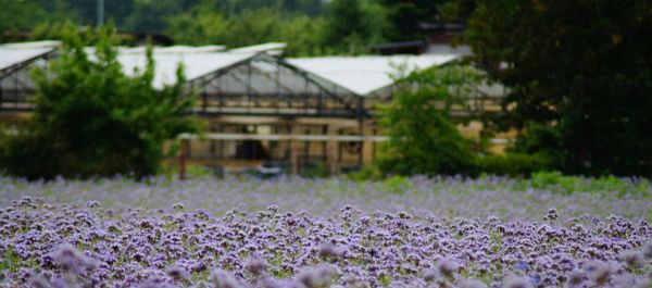 View of flowering plants on field