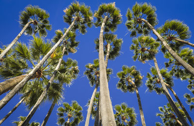 Low angle view of palm trees against blue sky