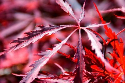 Close-up of red maple leaves