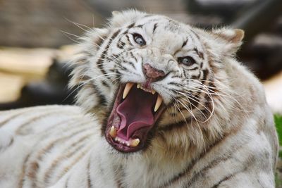 Close-up portrait of angry white tiger 