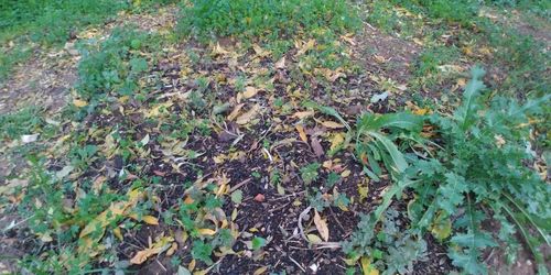 High angle view of leaves on field in forest