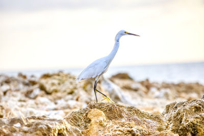 Bird perching on rock by sea against sky