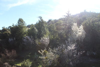 Trees on landscape against sky