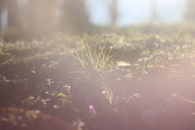 Close-up of plant against blurred background