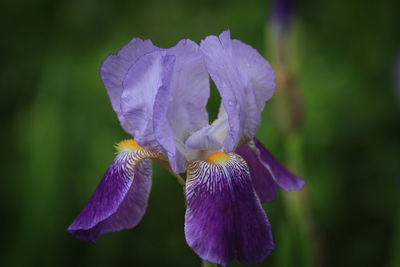 Close-up of purple iris