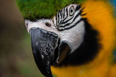 Close-up of a bird