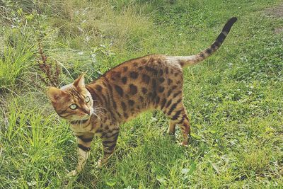 Portrait of cat on field