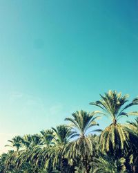 Low angle view of palm trees against blue sky