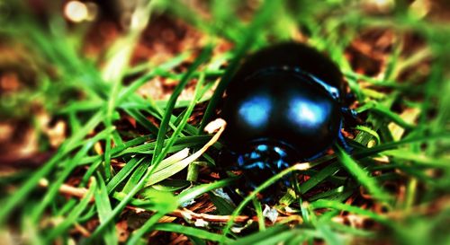 High angle view of black animal on grass