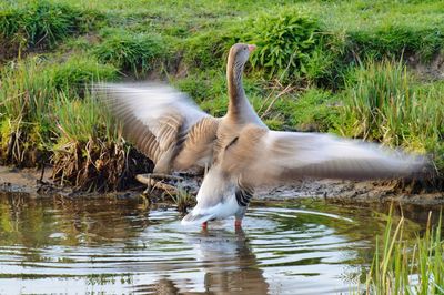 View of a bird drinking water