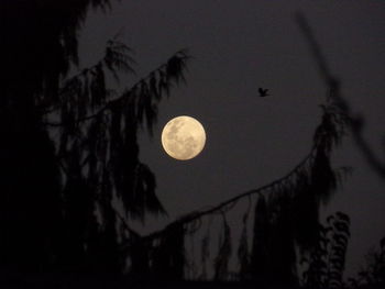 Low angle view of silhouette trees against sky at night