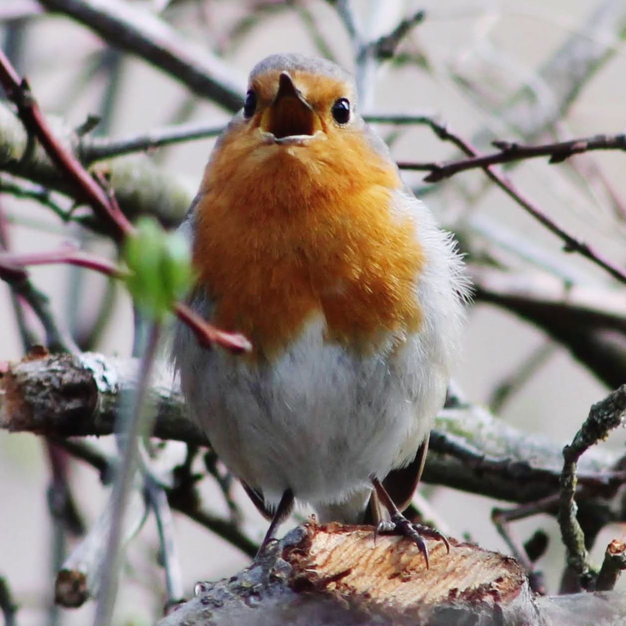 bird, animal themes, vertebrate, animal, perching, one animal, animal wildlife, branch, animals in the wild, tree, close-up, focus on foreground, day, no people, plant, nature, outdoors, songbird, robin, selective focus