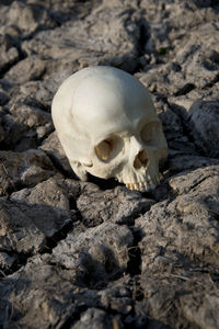 Close-up of human skull on sand
