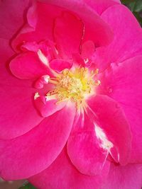 Close-up of pink flower blooming outdoors