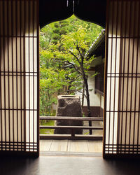 Trees seen through window