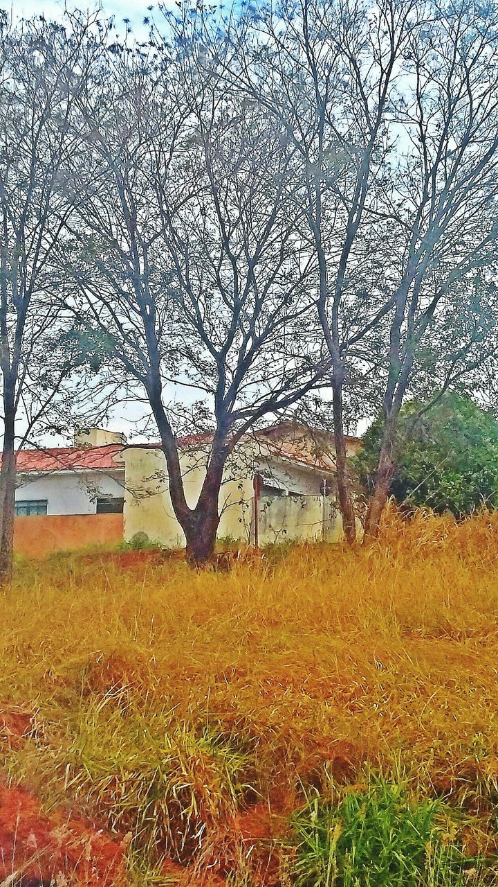 bare tree, architecture, built structure, building exterior, grass, tree, field, house, branch, nature, sky, day, grassy, residential structure, abandoned, no people, tranquility, landscape, outdoors, fence