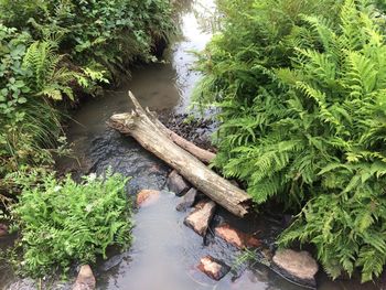 High angle view of river amidst trees