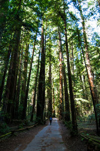 Rear view of people walking on pathway along trees in forest