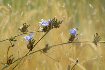 Close-up of purple flowering plants