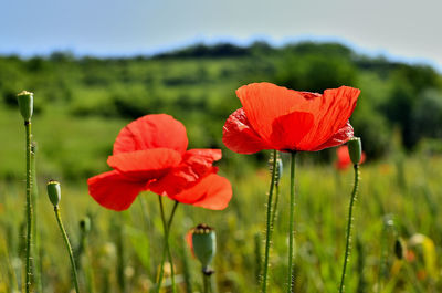 Close-up of red poppy on field