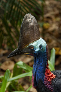 Close-up of a bird looking away