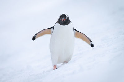 Gentoo penguin approaching camera on snowy hillside