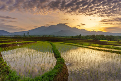 Scenic view of field against sky during sunset