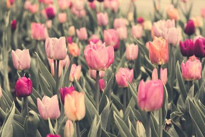 Close-up of pink tulips on field