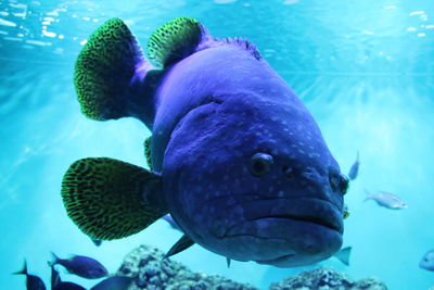 Close-up of fish swimming in aquarium