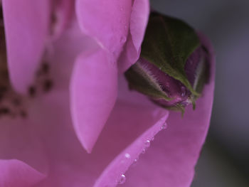 Close-up of raindrops on pink flower