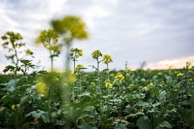 Close-up of flowering plants on field against sky