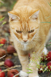 Close-up of ginger cat