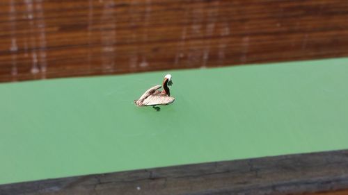 Close-up of bird perching on leaf