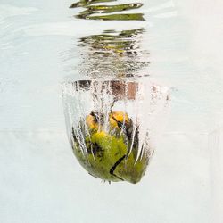 Close-up of yellow leaf in water