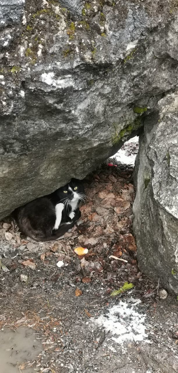 HIGH ANGLE VIEW OF CAT ON ROCK