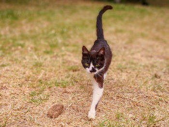 Portrait of a cat on field