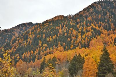 Scenic view of autumn trees and mountains against sky