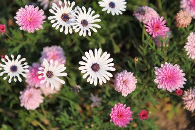 Close-up of pink flowers