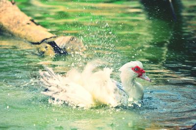 Close-up of birds in water