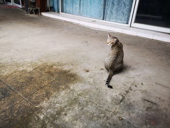 High angle view of a cat