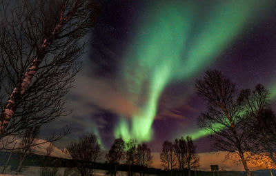 Low angle view of trees against sky at night