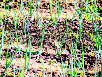 Close-up of grass growing on field