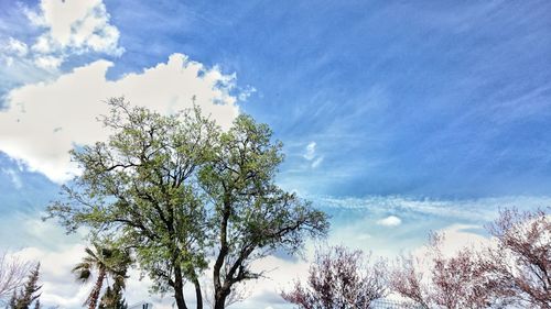 Low angle view of trees against blue sky