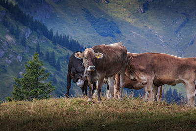 Cows standing in a field