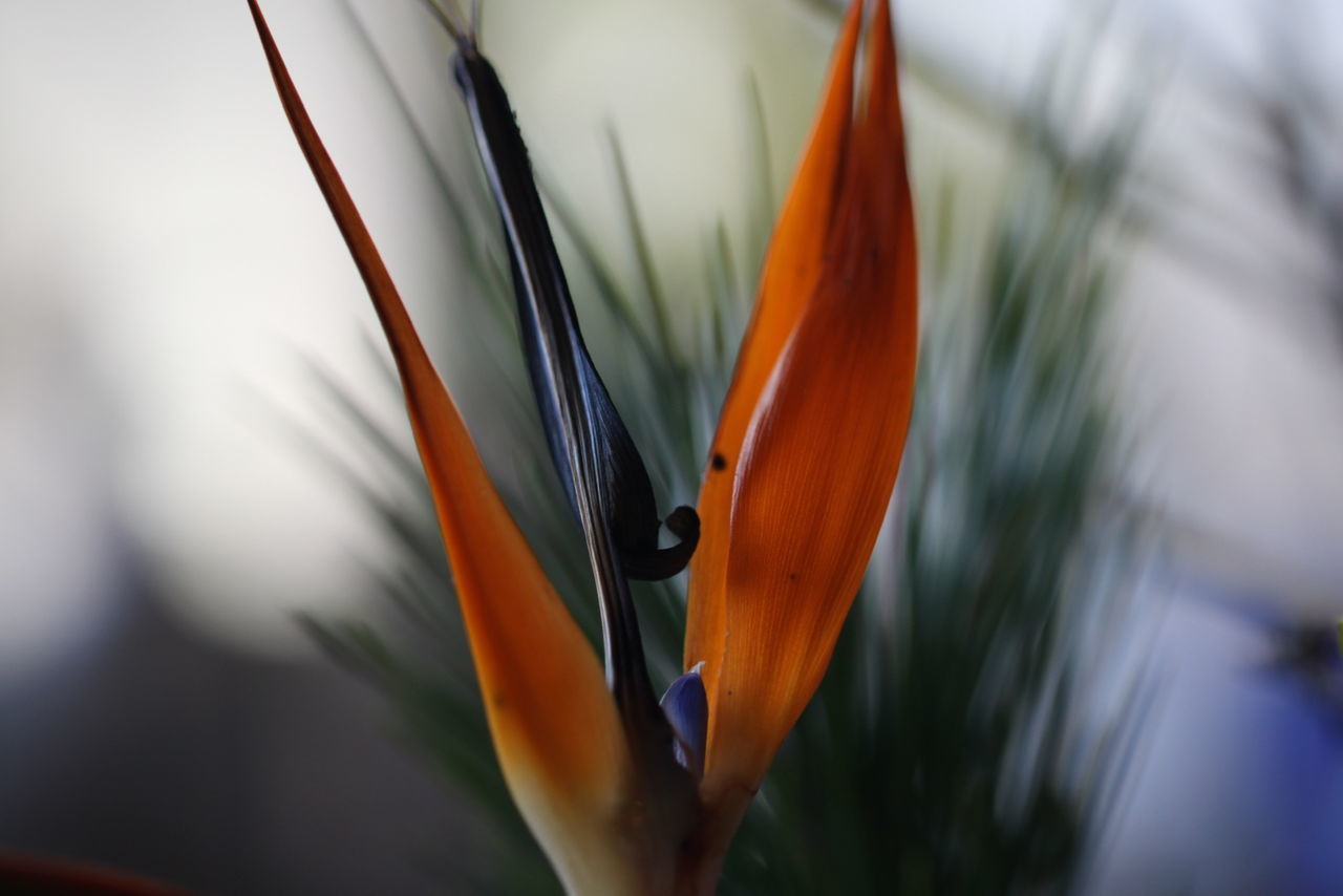 CLOSE-UP OF ORANGE FLOWER ON LEAF