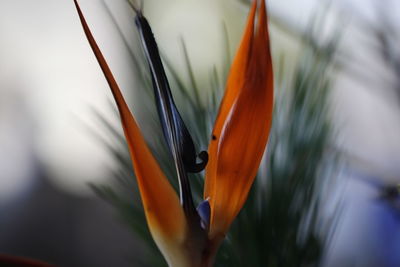 Close-up of orange flower